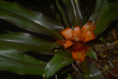 Nidularium amazonicum