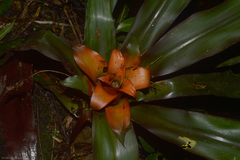 Nidularium amazonicum