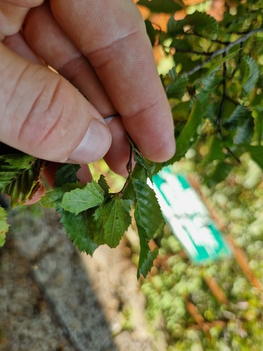 Eastern Hornbeam