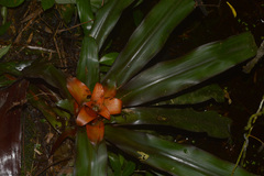 Nidularium amazonicum