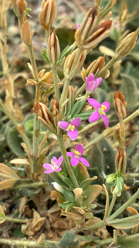 Schenkia spicata observed 2026-08-15