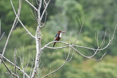 White-throated Kingfisher