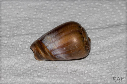 Olivancillaria urceus, 2026-07-28