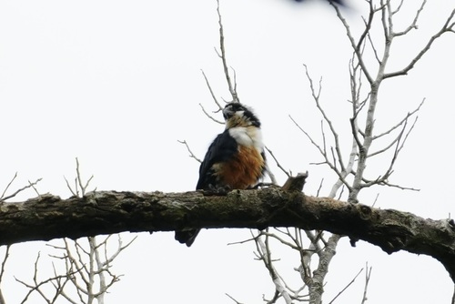 Black-thighed Falconet