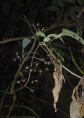 Miconia ciliolata
