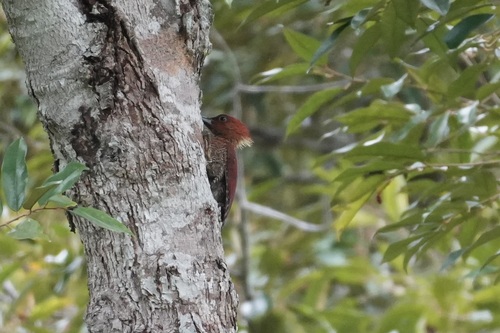 Banded Woodpecker