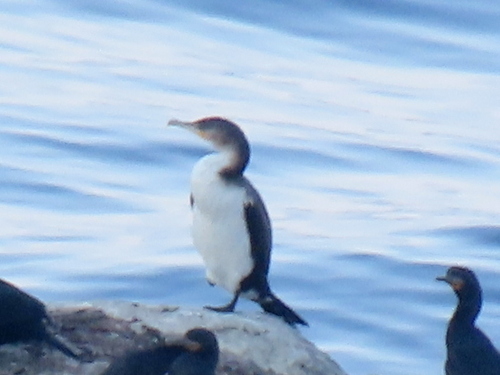 iNaturalist image