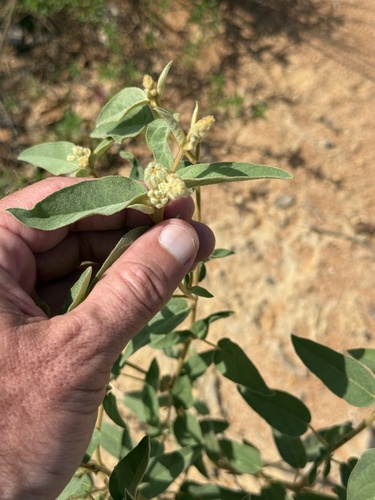 Lindheimer's Doveweed