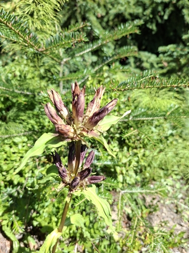 Gentiana pannonica, photograph 4