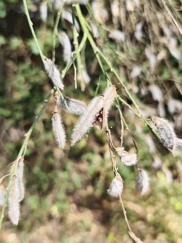 Cytisus striatus, photograph 2