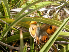 Argyrophenga janitae
