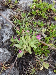 Centaurium japonicum