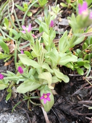 Centaurium japonicum