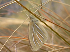 Argyrophenga janitae