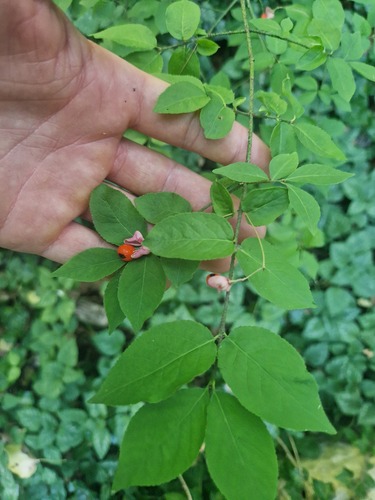 Warty-barked Spindle