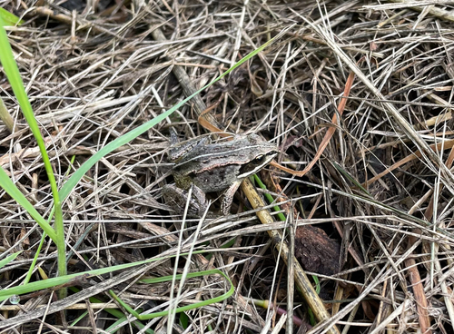 Wood Frog