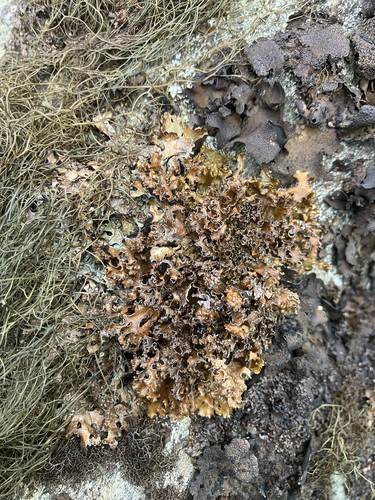 Powdered Wrinkle Lichen
