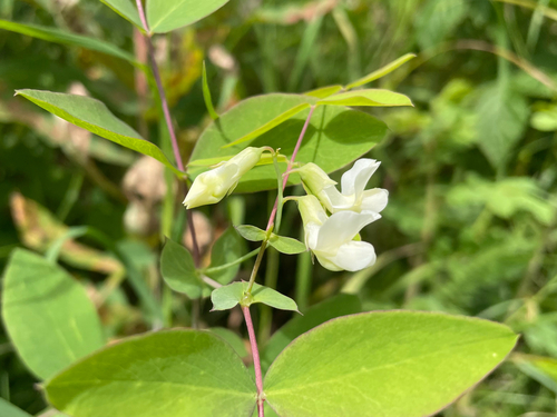 pale vetchling