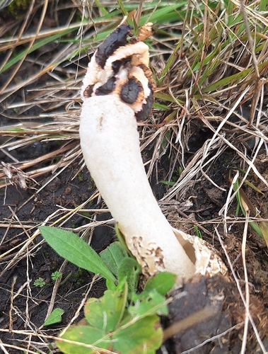 Lizard's Claw Stinkhorn