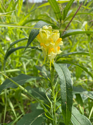 common toadflax