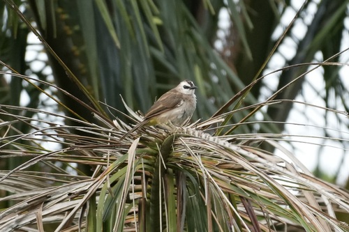 Yellow-vented Bulbul