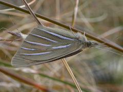 Argyrophenga janitae