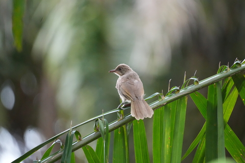 Streak-eared Bulbul