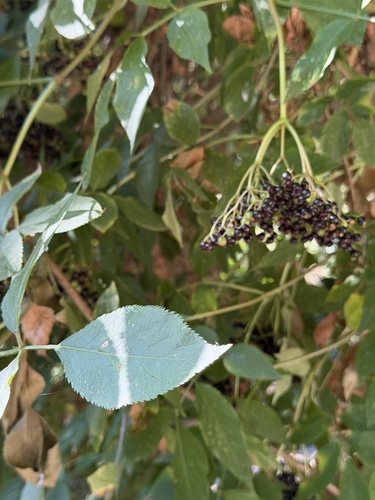 European black elderberry
