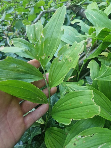 Broadleaf Solomon's Seal
