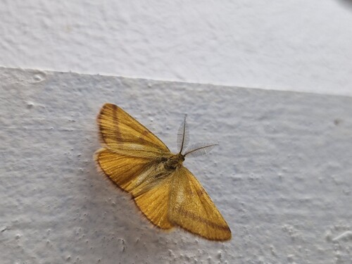 Purple-barred Yellow