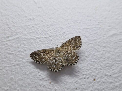 Scopula tessellaria