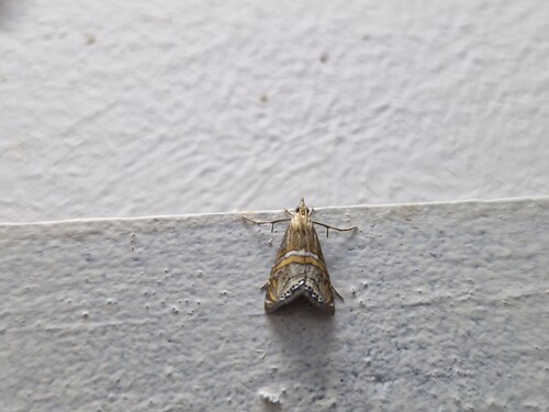 Euchromius bella