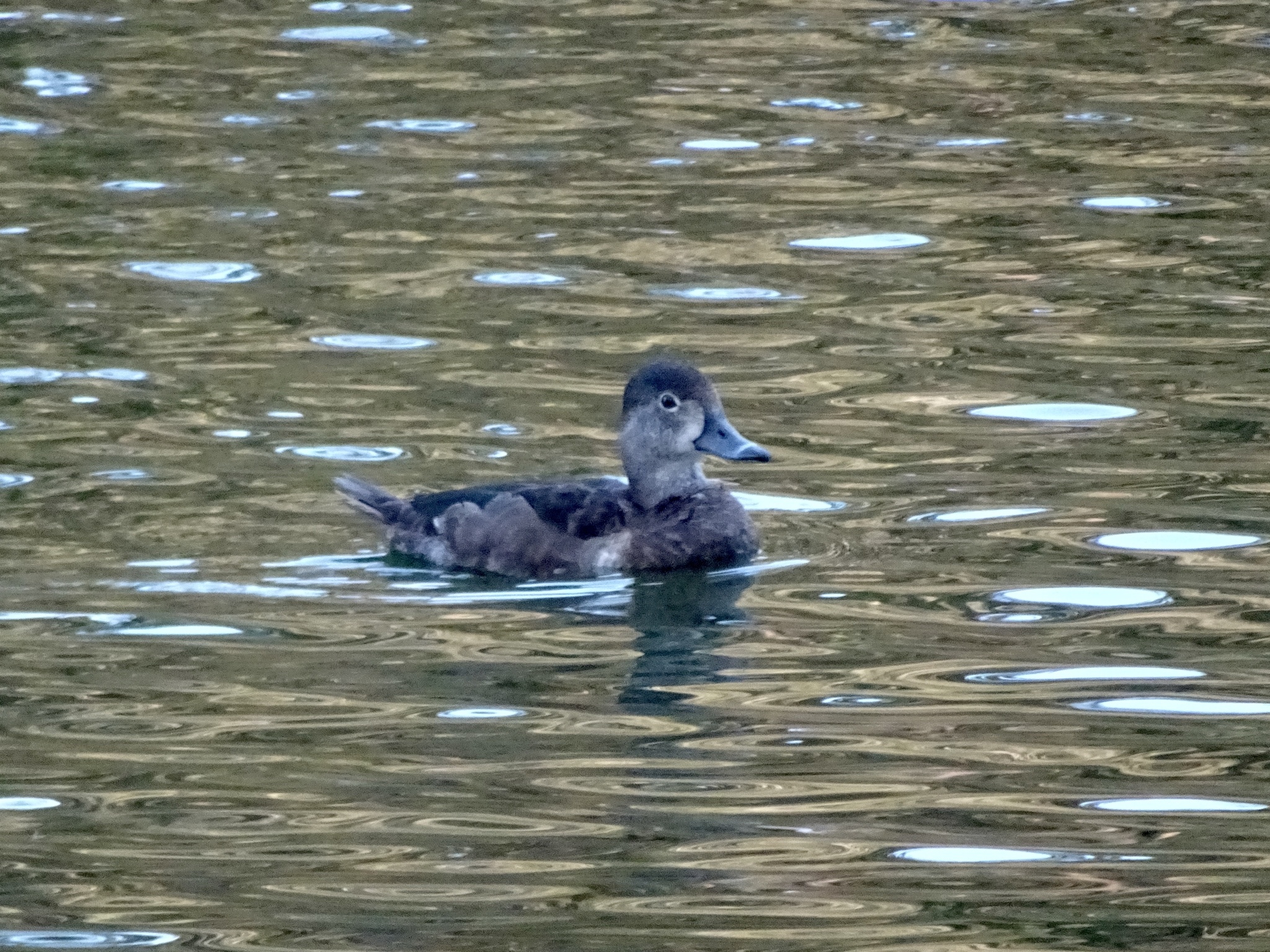 Ring-necked Duck