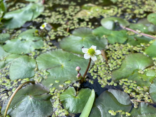Floating Marsh-marigold