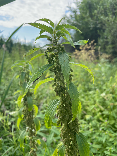 slender stinging nettle