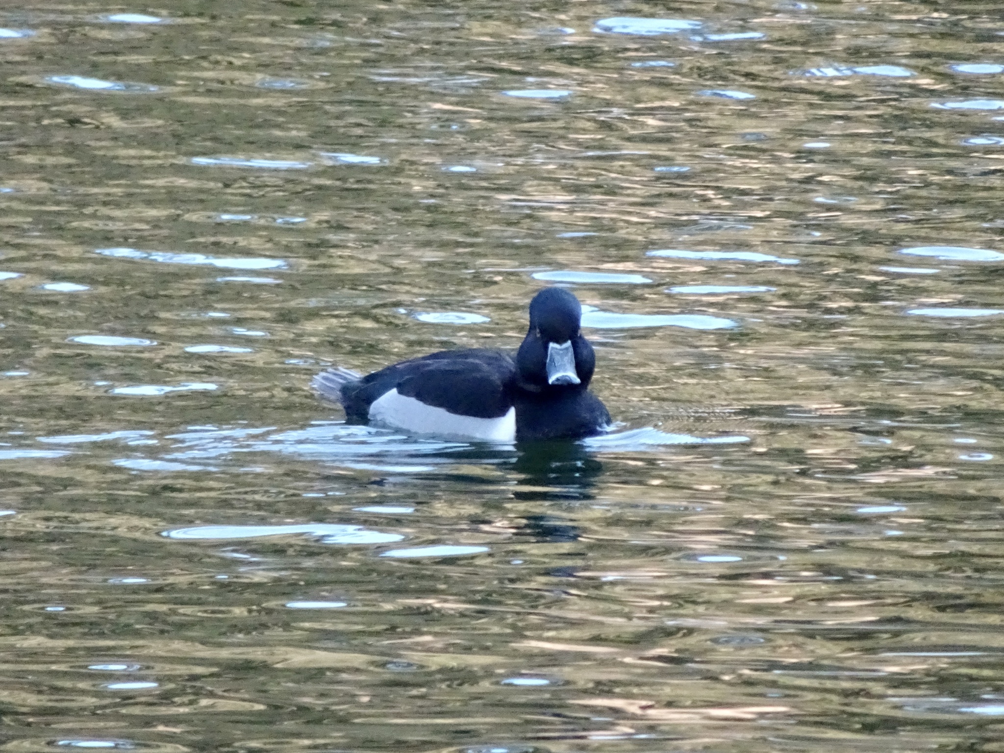 Ring-necked Duck