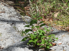 Buddleja racemosa