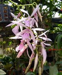 Encyclia adenocaula