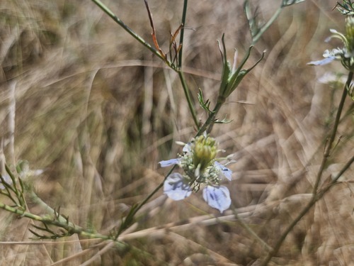 Field Love-in-a-mist