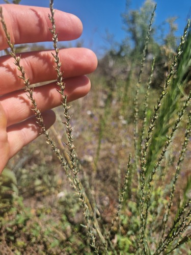 Annual Thymelaea