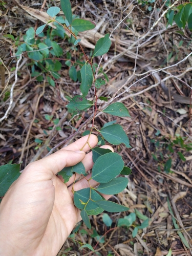 Eucalyptus bosistoana
