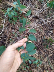 Eucalyptus bosistoana