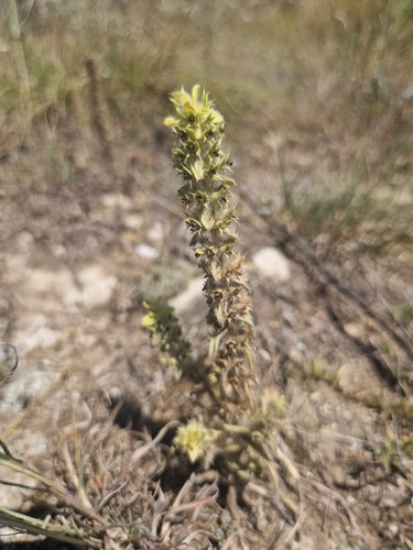 Mountain Ironwort