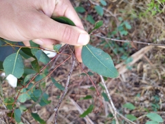 Eucalyptus bosistoana