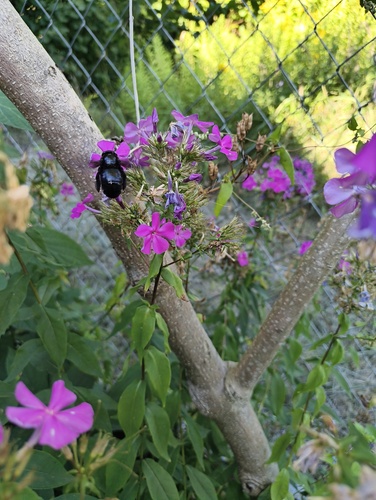 Xylocopa