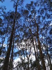 Eucalyptus bosistoana