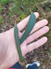 Eucalyptus bosistoana