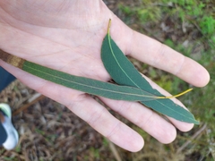 Eucalyptus bosistoana