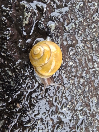 White-lipped Snail