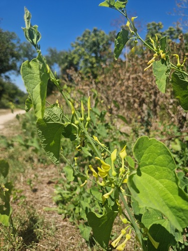 Birthwort